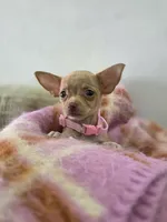 Paris, a female Chihuahua for sale in Santa Ana, CA – 7 of 8