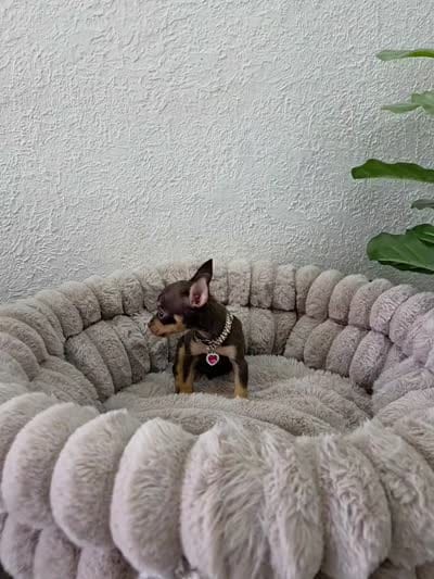 Paris, a female Chihuahua for sale in Fountain Valley, CA – 4 of 7