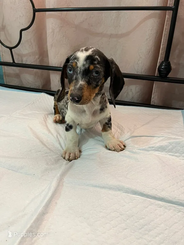 Blue – Dachshund puppy for sale in Vista, CA