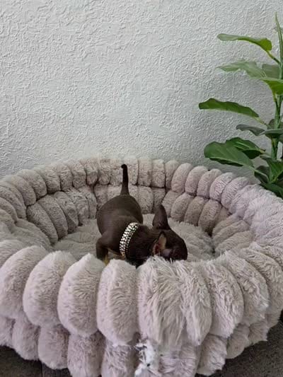 Paris, a female Chihuahua for sale in Fountain Valley, CA – 6 of 7