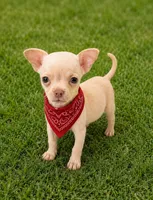 Casper, a male Chihuahua for sale in Fountain Valley, CA – 1 of 1