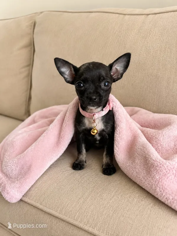 Luna – Chihuahua puppy for sale in Fountain Valley, CA