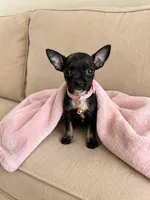 Luna, a female Chihuahua for sale in Fountain Valley, CA – 1 of 1