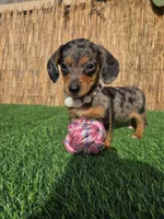 Pixie , a female Miniature Dachshund for sale in Santa Ana, CA – 2 of 8