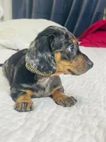Blue , a male Miniature Dachshund for sale in Santa Ana, CA – 3 of 5