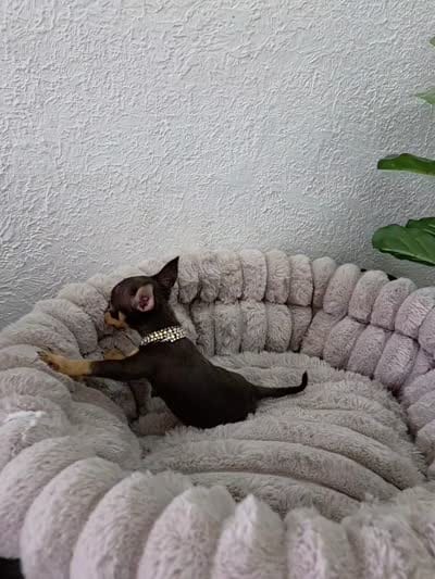 Paris, a female Chihuahua for sale in Fountain Valley, CA – 7 of 7