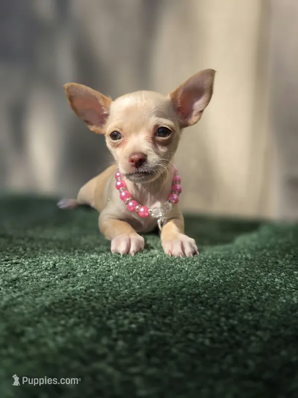 Vanilla, a female Chihuahua for sale in Vista, CA – 1 of 4