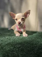 Vanilla, a female Chihuahua for sale in Vista, CA – 1 of 4