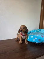 Leo, a male Dachshund for sale in Santa Ana, CA – 5 of 5