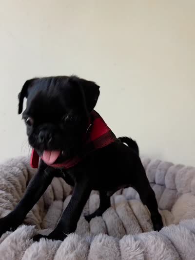Chonky, a male Pug for sale in Santa Ana, CA – 5 of 5