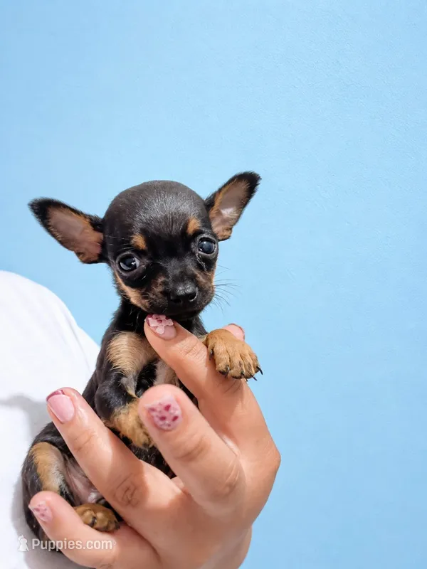 Blacky apple head 1 pound – Chihuahua puppy for sale in Garden Grove, CA