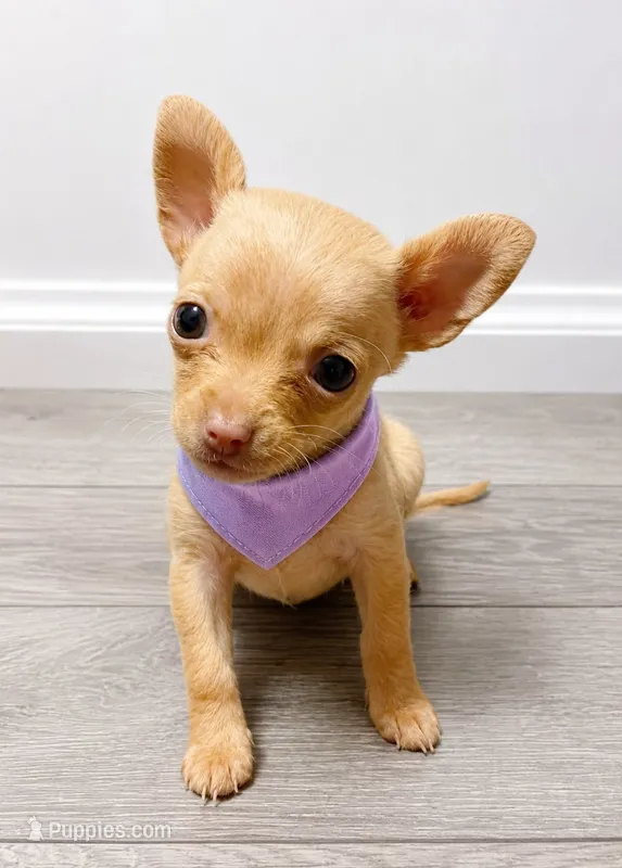 Honey 1.5 pounds – Chihuahua puppy for sale in Santa Ana, CA
