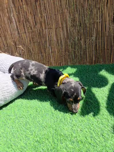 Oreo, a male Dachshund and Miniature Dachshund for sale in Santa Ana, CA – 7 of 7