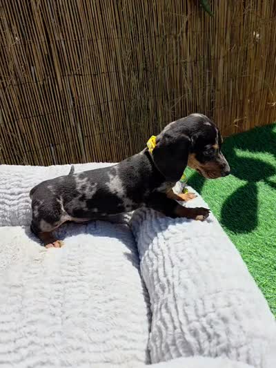 Oreo, a male Dachshund and Miniature Dachshund for sale in Santa Ana, CA – 5 of 7