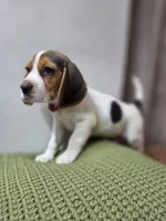Thor, a male Beagle for sale in Santa Ana, CA – 3 of 4