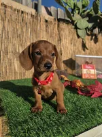 Asher, a male Miniature Dachshund for sale in Santa Ana, CA – 3 of 5