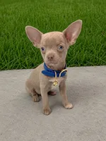 Blue, a male Chihuahua for sale in Garden Grove, CA – 1 of 1