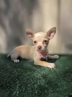 Vanilla, a female Chihuahua for sale in Vista, CA – 3 of 4