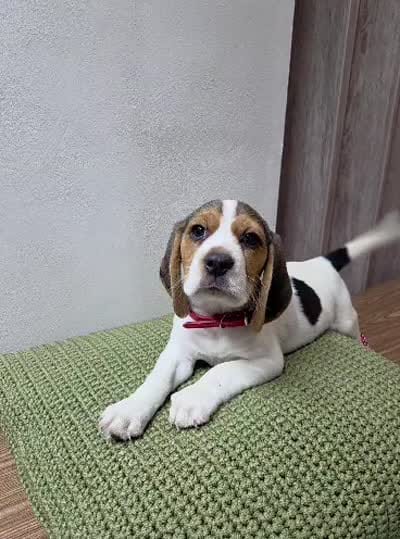 Thor, a male Beagle for sale in Santa Ana, CA – 4 of 4