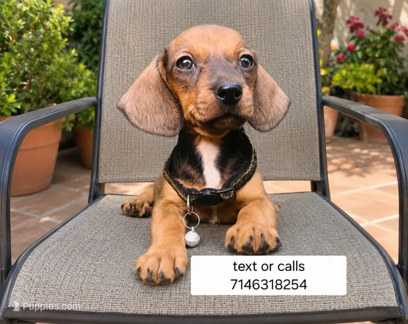 Ron – Dachshund puppy for sale in Garden Grove, CA
