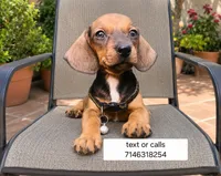 Ron, a male Dachshund for sale in Garden Grove, CA – 1 of 1