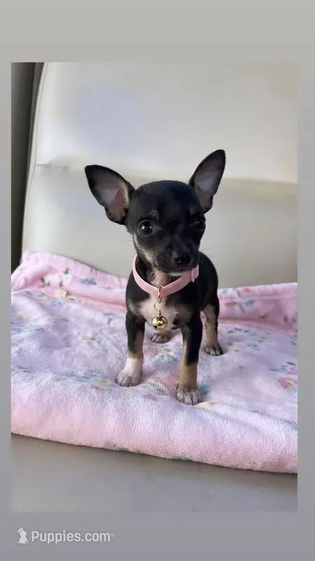 Cookie  – Chihuahua puppy for sale in Fountain Valley, CA
