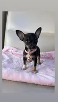 Cookie , a female Chihuahua for sale in Fountain Valley, CA – 1 of 1