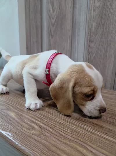 Peanut, a male Beagle for sale in Santa Ana, CA – 3 of 3