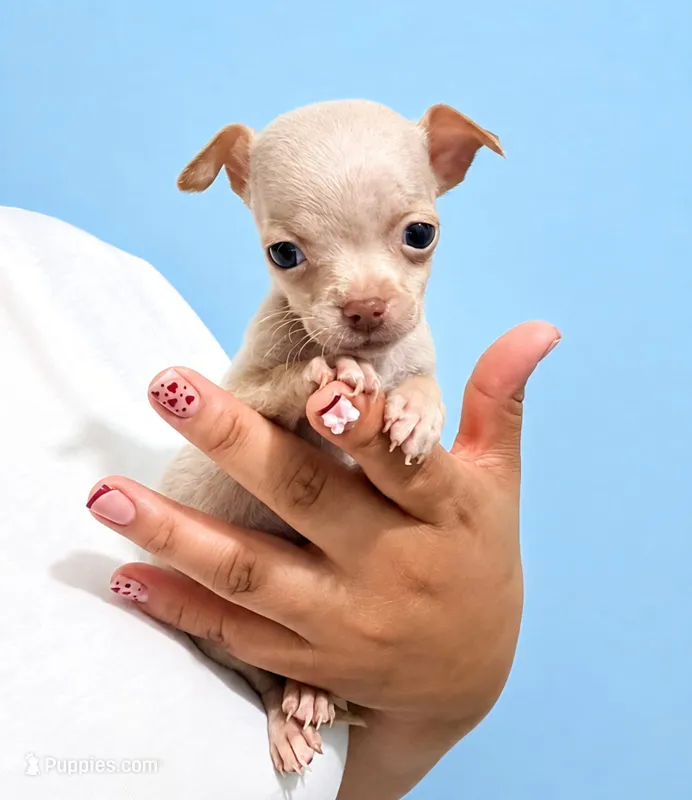 Casper applehead 1 pound  – Chihuahua puppy for sale in Garden Grove, CA