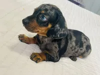 Blue , a male Miniature Dachshund for sale in Santa Ana, CA – 2 of 5