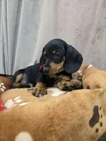 Rex, a male Dachshund for sale in Santa Ana, CA – 2 of 2
