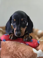 Blacky, a male Dachshund and Miniature Dachshund for sale in Santa Ana, CA – 4 of 4