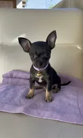 Morita, a female Chihuahua for sale in Fountain Valley, CA – 1 of 1