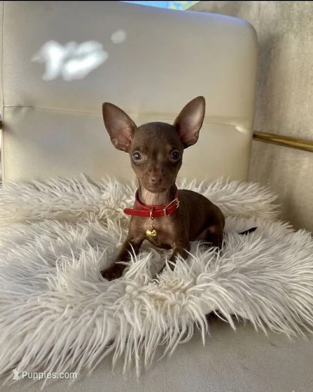 Chico – Chihuahua puppy for sale in Fountain Valley, CA