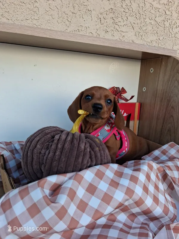 Cinnamon – Miniature Dachshund puppy on hold in Santa Ana, CA