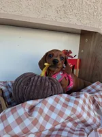 Cinnamon, a female Miniature Dachshund for sale in Santa Ana, CA – 1 of 3