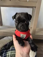 Chonky, a male Pug for sale in Santa Ana, CA – 2 of 5