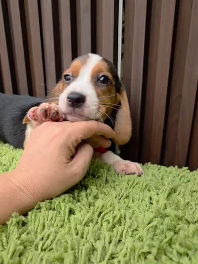 Zeus, a male Beagle for sale in Santa Ana, CA – 4 of 5