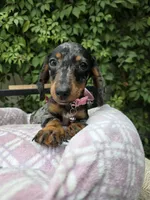 Sunshine, a female Miniature Dachshund for sale in Vista, CA – 3 of 9