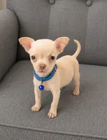 Tommy apple head, a male Chihuahua for sale in Fountain Valley, CA – 1 of 1