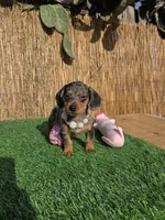 Pixie , a female Miniature Dachshund for sale in Santa Ana, CA – 4 of 8