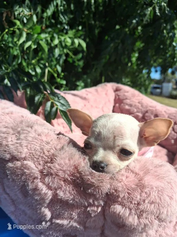 Coco appleheadteacup – Chihuahua puppy for sale in Garden Grove, CA