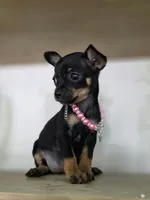 Lila, a female Chihuahua for sale in Vista, CA – 2 of 4