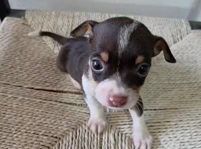 Tommy (toy chihuahua), a male Chihuahua for sale in Fountain Valley, CA – 4 of 5