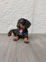 Archie (dapple), a male Miniature Dachshund for sale in Santa Ana, CA – 3 of 3