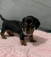 Molly , a female Miniature Dachshund for sale in Santa Ana, CA – 4 of 4