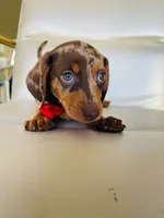Resses, a male Miniature Dachshund for sale in Fountain Valley, CA – 2 of 2