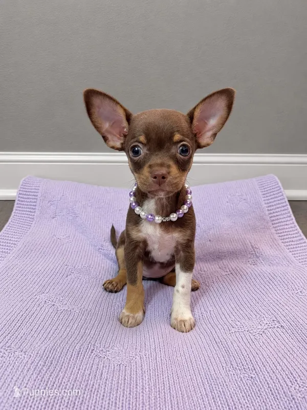 Paris – Chihuahua puppy for sale in Garden Grove, CA
