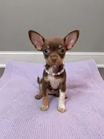 Paris, a female Chihuahua for sale in Garden Grove, CA – 1 of 1
