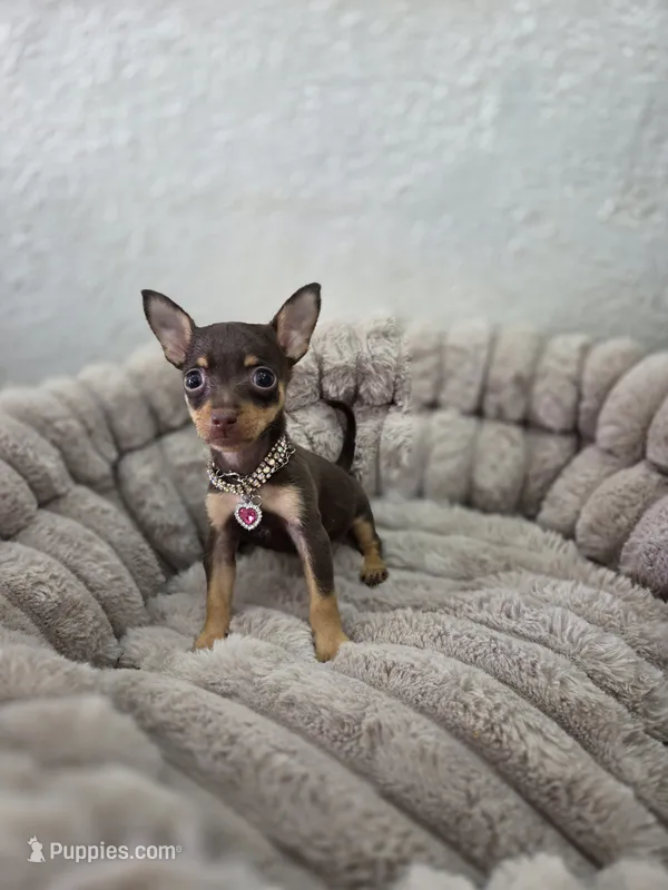 Paris – Chihuahua puppy for sale in Fountain Valley, CA